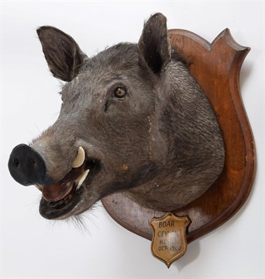 Lot 2025 - Taxidermy: Ceylon Wild Boar (Sus scrofa cristatus), circa October 1900, by Rowland Ward ''The...