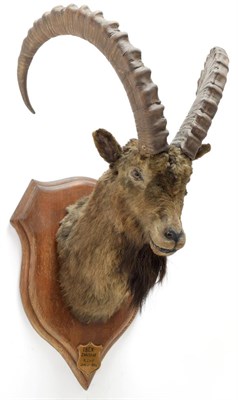 Lot 2026 - Taxidermy: Mid-Asian Ibex (Capra Sibirica alaiana), circa June 04th 1884, Zanskar, Ladakh, Northern