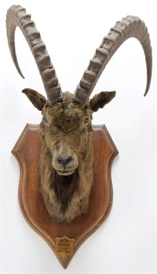 Lot 2026 - Taxidermy: Mid-Asian Ibex (Capra Sibirica alaiana), circa June 04th 1884, Zanskar, Ladakh, Northern
