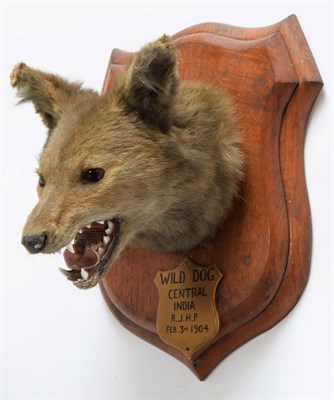 Lot 2027 - Taxidermy: Indian Wild Dog (Cuon alpinus), circa February 03rd 1904, by Rowland Ward ''The...