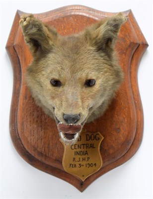 Lot 2027 - Taxidermy: Indian Wild Dog (Cuon alpinus), circa February 03rd 1904, by Rowland Ward ''The...