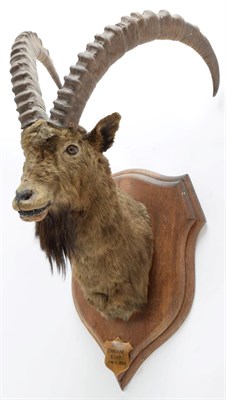 Lot 2029 - Taxidermy: Mid-Asian Ibex (Capra Sibirica alaiana), circa June 04th 1884, Zanskar, Ladakh, Northern