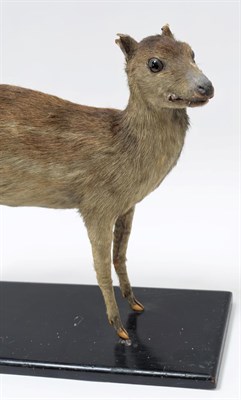 Lot 2031 - Taxidermy: Indian Spotted Chevrotain (Moschiola indica), circa 1920-1930, a full mount adult...