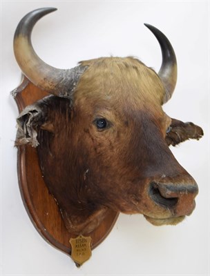 Lot 2033 - Taxidermy: Indian Gaur Buffalo (Bos gaurus gaurus), circa April 01st 1901, Assam, Northern...