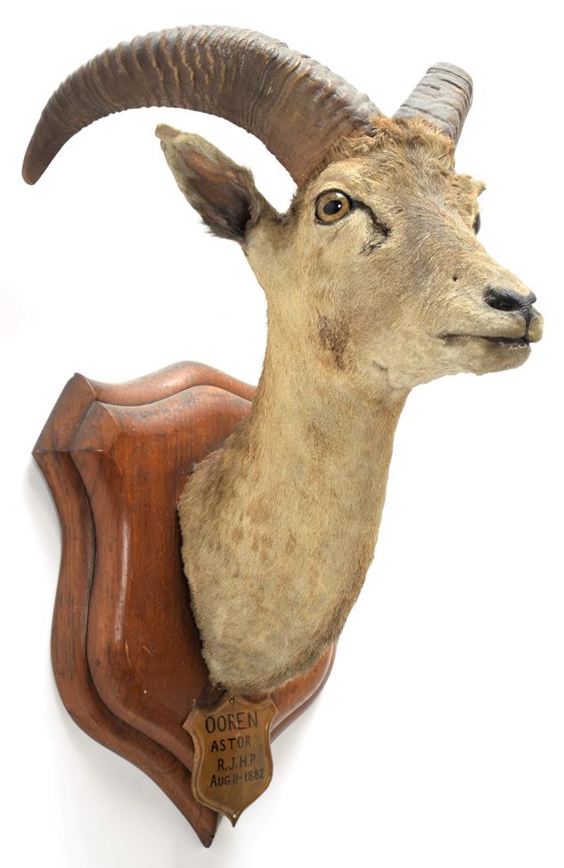 Lot 2034 - Taxidermy: Ladak Urial (Ovis orientalis vignei), circa August 11th 1882, India, young adult...