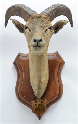Lot 2034 - Taxidermy: Ladak Urial (Ovis orientalis vignei), circa August 11th 1882, India, young adult...