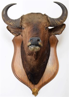 Lot 2036 - Taxidermy: Indian Gaur Buffalo (Bos gaurus gaurus), circa 1900-1910, India, large adult bull...