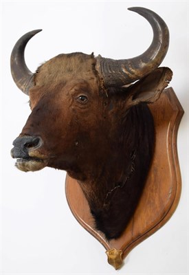 Lot 2036 - Taxidermy: Indian Gaur Buffalo (Bos gaurus gaurus), circa 1900-1910, India, large adult bull...