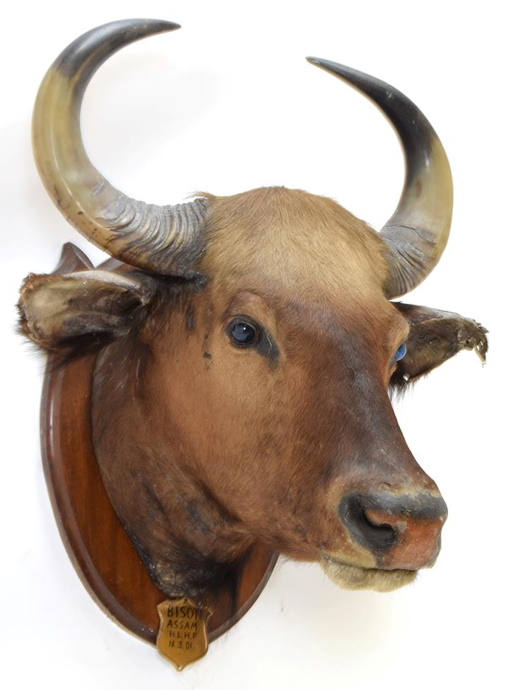 Lot 2038 - Taxidermy: Indian Gaur Buffalo (Bos gaurus gaurus), circa March 16th 1901, Assam, Northern...