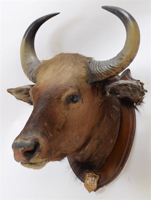 Lot 2038 - Taxidermy: Indian Gaur Buffalo (Bos gaurus gaurus), circa March 16th 1901, Assam, Northern...
