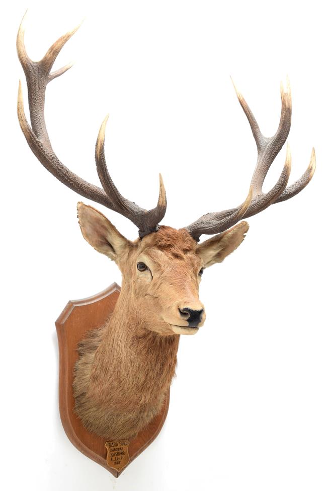 Lot 2039 - Taxidermy: Kashmir Deer or Hangul (Cervus elaphus hangul), circa 1887, Kashmir, by Rowland Ward...