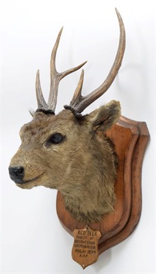 Lot 2040 - Taxidermy: Indian Hog Deer (Axis porcinus), circa 1887, an adult male head mount looking...