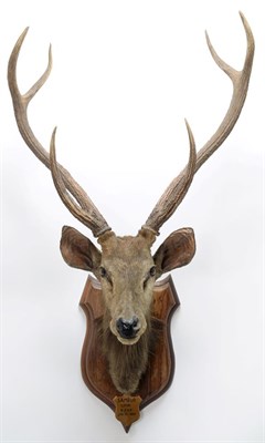 Lot 2041 - Taxidermy: Indian Sambar Deer (Rusa unicolor), circa January 12th 1883, Limri, Northern India,...