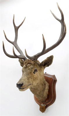 Lot 2042 - Taxidermy: Kashmir Deer or Hangul (Cervus elaphus hangul), circa 1877, Kashmir, India, large...