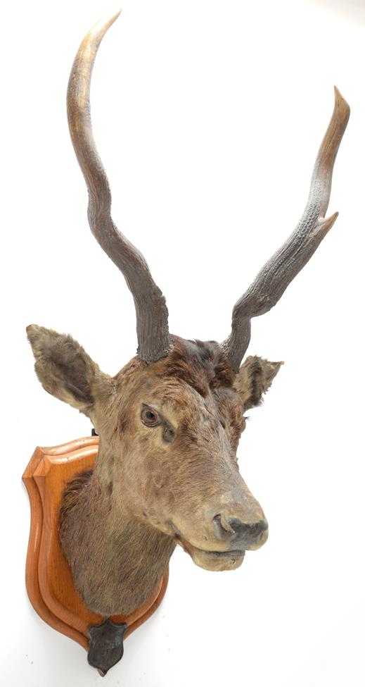 Lot 2045 - Taxidermy: Kashmir Deer or Hungul (Cervus elaphus hangul), circa September 27th 1877, Kashmir,...