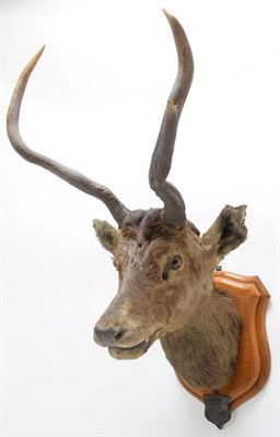Lot 2045 - Taxidermy: Kashmir Deer or Hungul (Cervus elaphus hangul), circa September 27th 1877, Kashmir,...