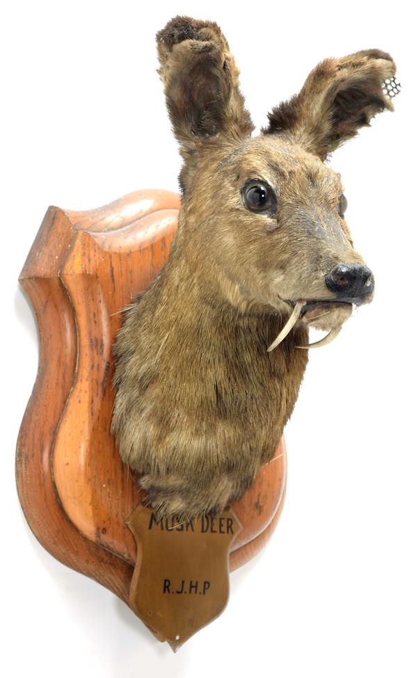 Lot 2046 - Taxidermy: White-Bellied Musk Deer (Moschus leucogaster), circa 1886, India, neck mount looking...