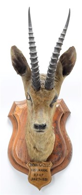 Lot 2048 - Taxidermy: Chinkara or Indian Gazelle (Gazella bennettii), circa January 29th 1881, Hussan...