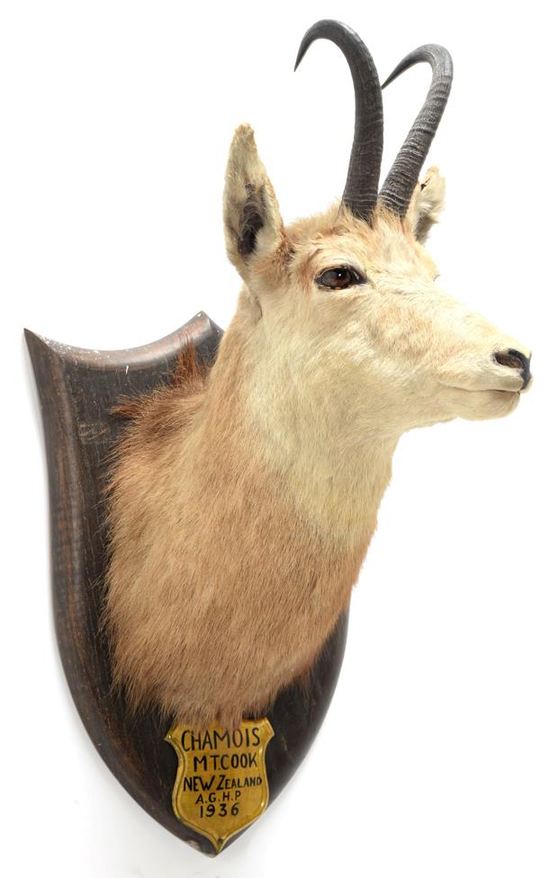 Lot 2049 - Taxidermy: New Zealand Chamois (Rupicapra rupicapra), circa 1936, by Peter Spicer & Sons,...