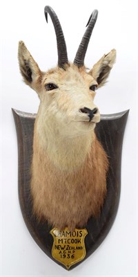 Lot 2049 - Taxidermy: New Zealand Chamois (Rupicapra rupicapra), circa 1936, by Peter Spicer & Sons,...