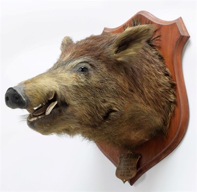 Lot 2052 - Taxidermy: New Zealand Wild Boar (Sus scrofa), circa August 1935, New Zealand, adult head mount...