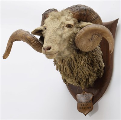 Lot 2053 - Taxidermy: New Zealand Wild Sheep / Arapawa Sheep (Ovis aries), circa October 12th 1936, New...