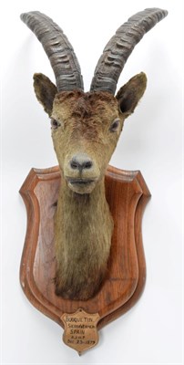 Lot 2054 - Taxidermy: Spanish Ibex (Capra pyrenaica), circa December 23rd 1879, Bouquetin, Sierra Vermeja,...