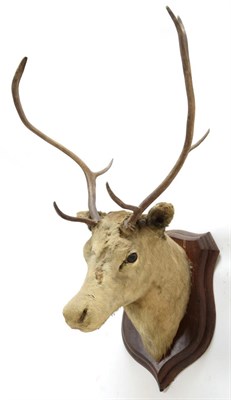 Lot 2055 - Taxidermy: European Red Deer & European Reindeer, circa late 19th century, a Red Deer stag neck...