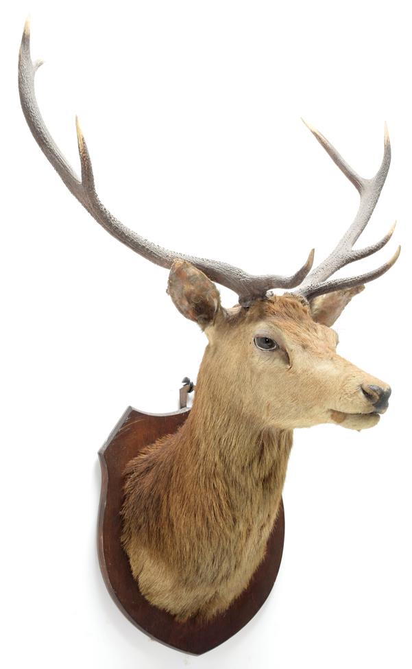 Lot 2056 - Taxidermy: Scottish Red Deer (Cervus elaphus), circa 1920, attributed to Peter Spicer & Sons,...