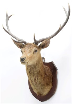 Lot 2056 - Taxidermy: Scottish Red Deer (Cervus elaphus), circa 1920, attributed to Peter Spicer & Sons,...