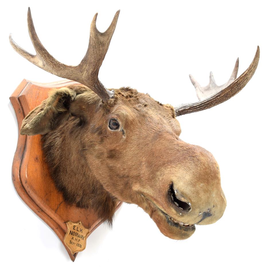 Lot 2057 - Taxidermy: European Moose (Alces alces), circa September 1876, Norway, young adult male head...