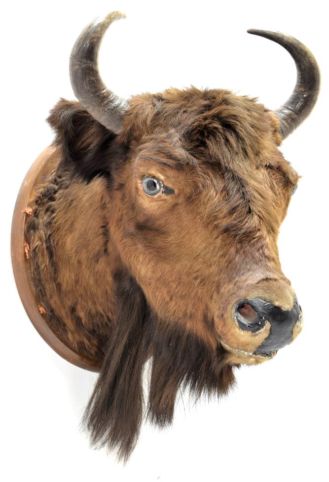 Lot 2058 - Taxidermy: European Bison (Bos bonasus), circa 1900, young adult male head mount looking...