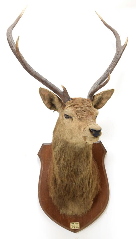 Lot 2059 - Taxidermy: Scottish Red Deer (Cervus elaphus), circa October 01st 1925, Isle of Mull, attributed to