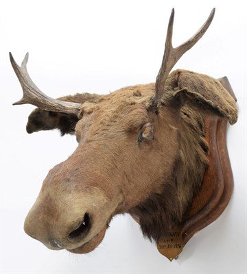 Lot 2060 - Taxidermy: European Moose (Alces alces), circa September 25th 1876, Norway, young adult male...