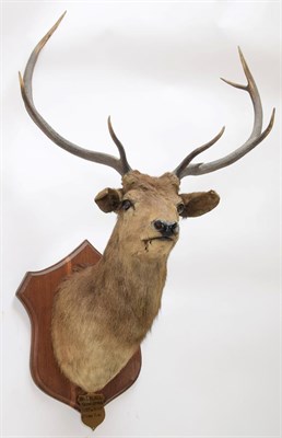 Lot 2061 - Taxidermy: Scottish Red Deer circa 1906, adult stag Red Deer with head turning slightly to the...
