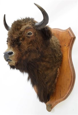Lot 2062 - Taxidermy: Wisent or European Bison (Bos bonasus), circa August 11th 1875, Forest of...