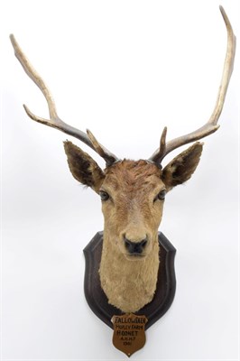 Lot 2063 - Taxidermy: Fallow Deer (Dama dama), circa 1901, Hopley Farm, Hodnet, by Rowland Ward ''The Jungle''