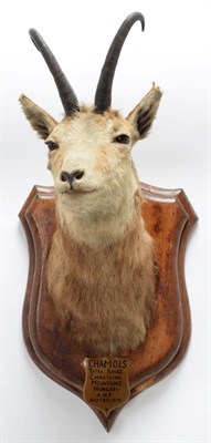Lot 2064 - Taxidermy: Alpine Chamois (Rupicapra rupicapra), circa August 21st 1879, Hungary, adult neck...
