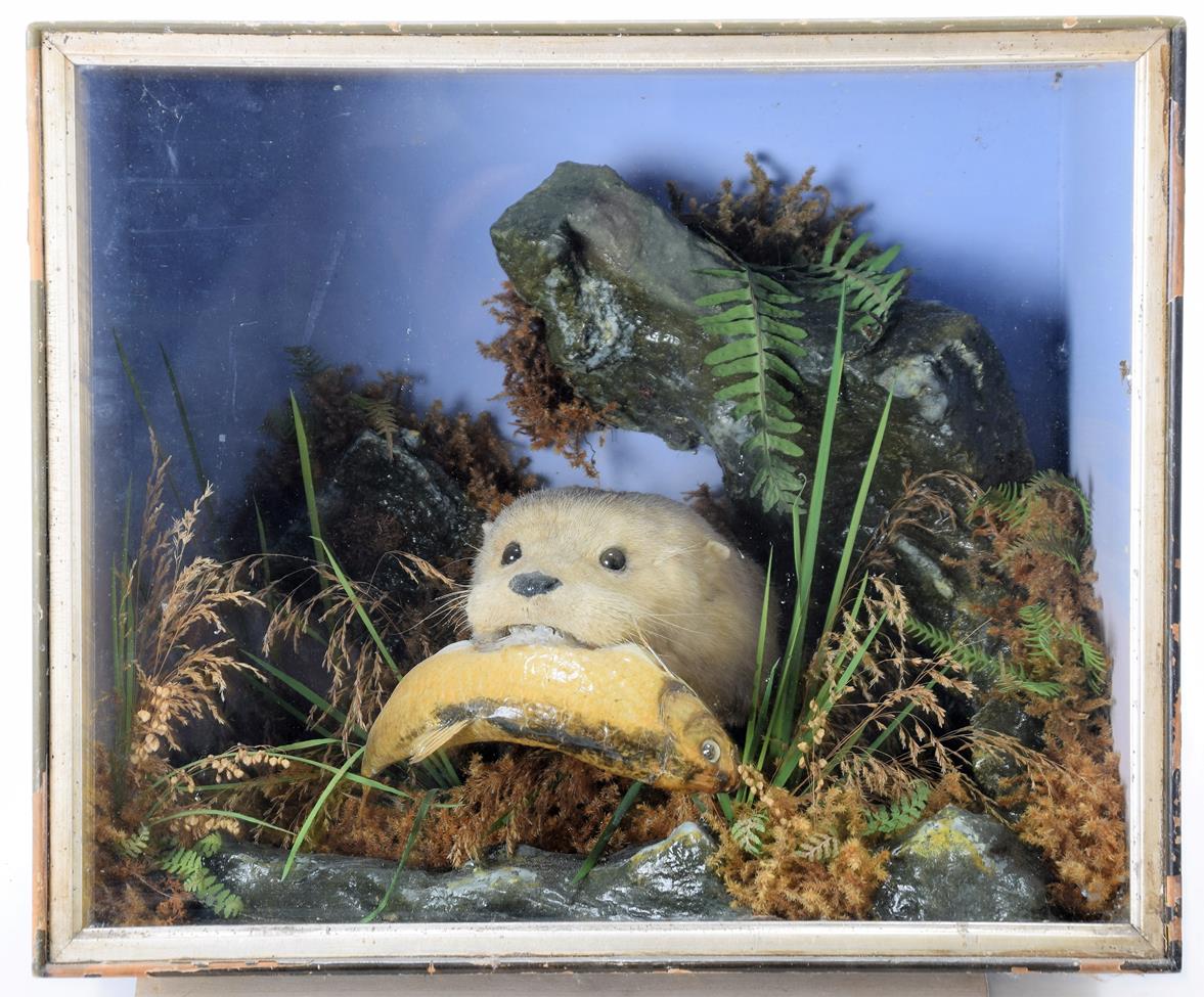 Lot 2065 - Taxidermy: A Cased European Otter (Lutra lutra), circa 1875, by Henry Shaw, Taxidermy, Salop, a...