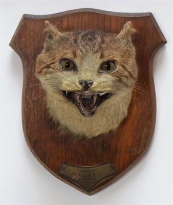 Lot 2066 - Taxidermy: Wild Domestic Cat (Felis catus), circa December 27th 1894, Hope Wood, Hodnet, adult head