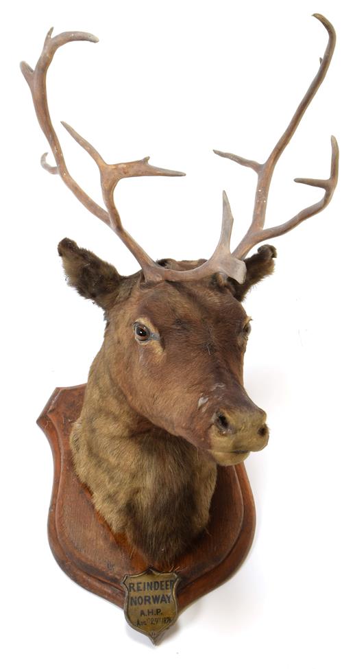 Lot 2068 - Taxidermy: European Reindeer (Rangifer tarandus), circa 1876, Norway, a young adult male head mount