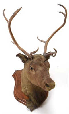 Lot 2068 - Taxidermy: European Reindeer (Rangifer tarandus), circa 1876, Norway, a young adult male head mount