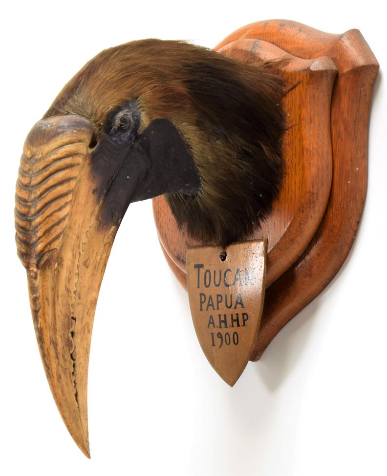 Lot 2071 - Taxidermy: Blyth's Hornbill (Rhyticeros plicatus), circa 1900, Papau New Guinea, adult male...