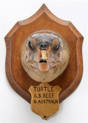 Lot 2072 - Taxidermy: A Large Hawksbill Sea Turtle Head (Eretmochelys imbricata), circa 1892, Great...