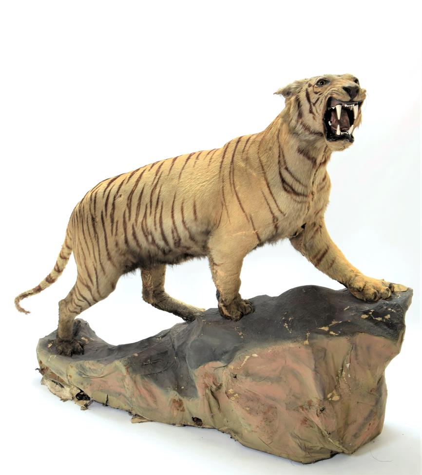Lot 2074 - Taxidermy: A Full Mount Bengal Tiger (Panthera tigris tigris), circa April 1901, Nepal,...