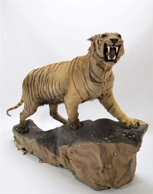 Lot 2074 - Taxidermy: A Full Mount Bengal Tiger (Panthera tigris tigris), circa April 1901, Nepal,...