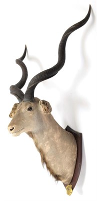 Lot 2076 - Taxidermy: Cape Greater Kudu & Tsessebe, circa 1929, South Africa, by J.R. Ivy, Taxidermy,...