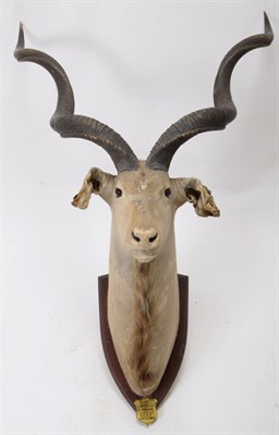 Lot 2076 - Taxidermy: Cape Greater Kudu & Tsessebe, circa 1929, South Africa, by J.R. Ivy, Taxidermy,...