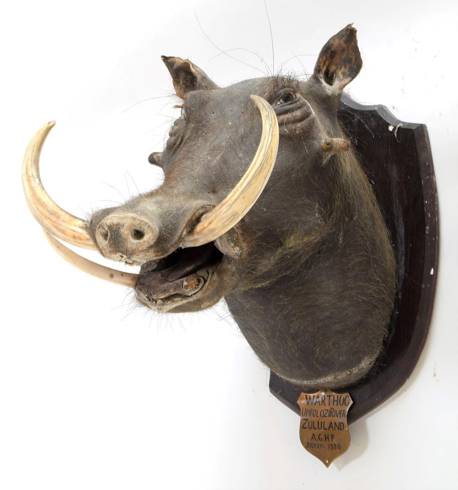 Lot 2077 - Taxidermy: Bush Pig & Common Warthog, circa 1931 - 1930, South Africa, adult Bush Pig head...