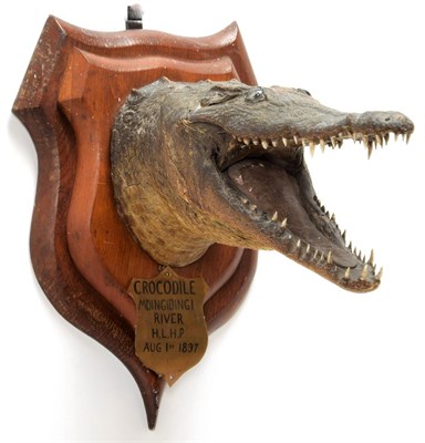 Lot 2078 - Taxidermy: Nile Crocodile (Crocodylus niloticus), circa August 01st, 1897, Mdingidingi River, South